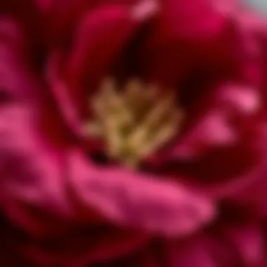 Intricate Texture of Burgundy Silk Flowers Close-up of burgundy silk flower petals showcasing their texture and color