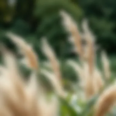 Ecologically sourced pampas grass in a natural setting