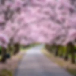 A tranquil park pathway framed by vibrant cherry blossom trees in full bloom.