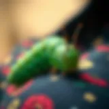 Artistic depiction of a caterpillar on fabric