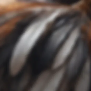 Feather Clips Among Contemporary Fashion Accessories Trendy fashion accessories including feather hair extension clips